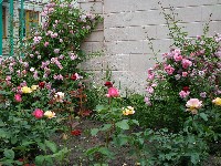 �����������